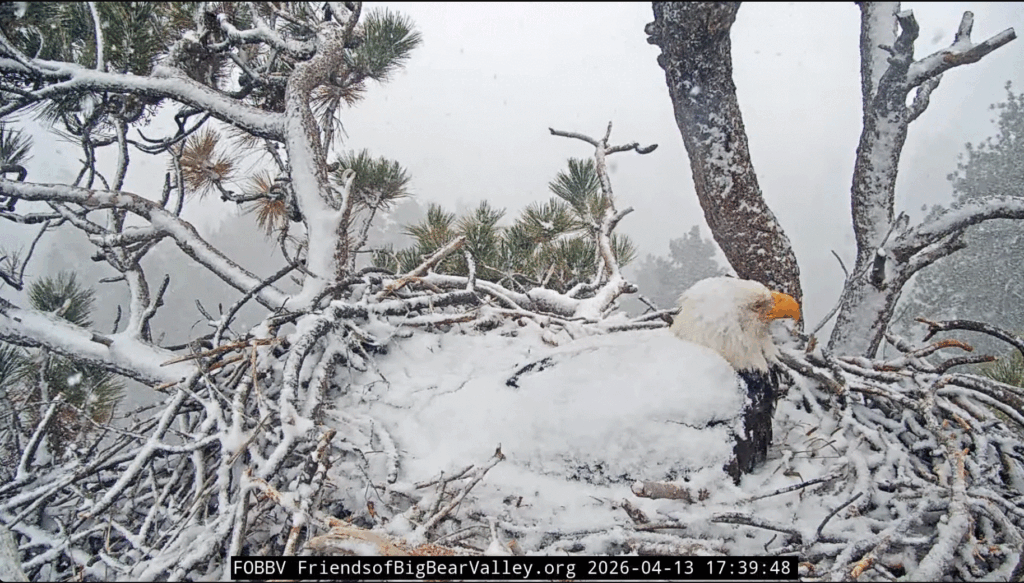 Big Bear Valley Jackie in snow