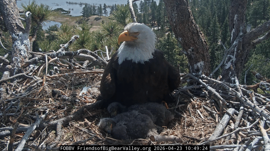 Big Bear Valley Jackie with her eaglets