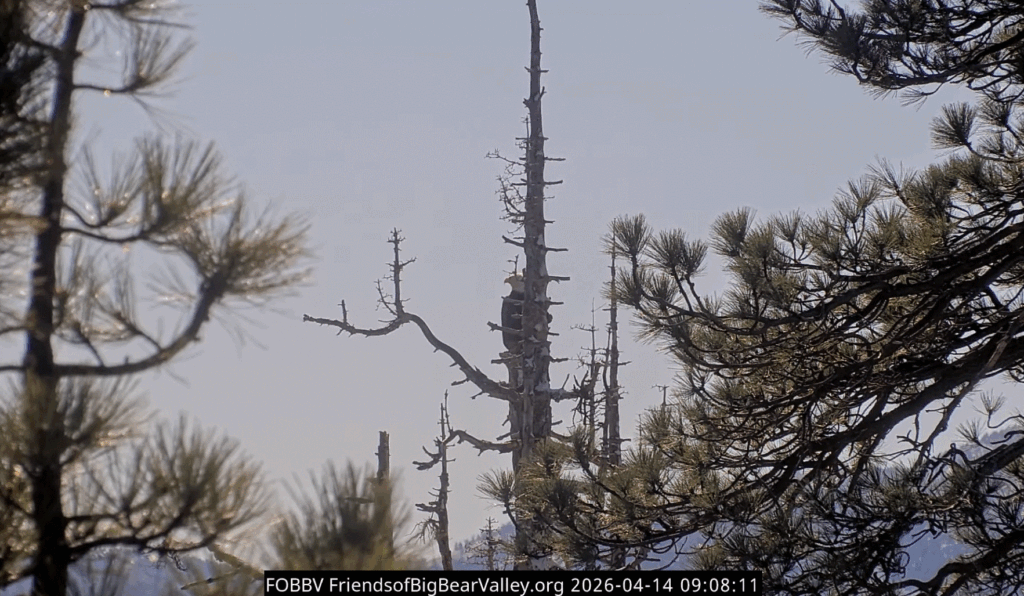 Big Bear Valley Jackie cactus snag