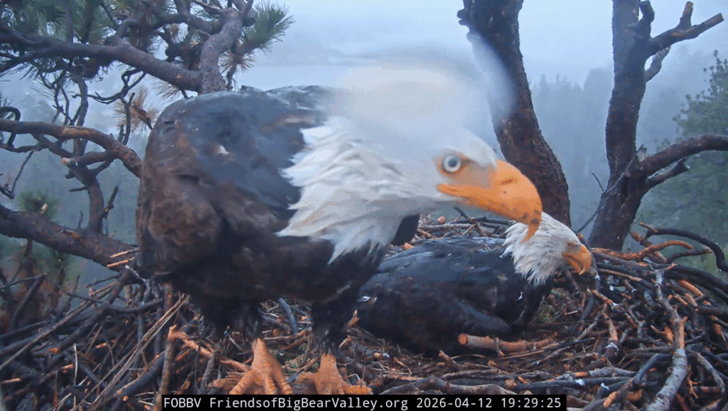 FOBBV Shadow and Jackie mombrella