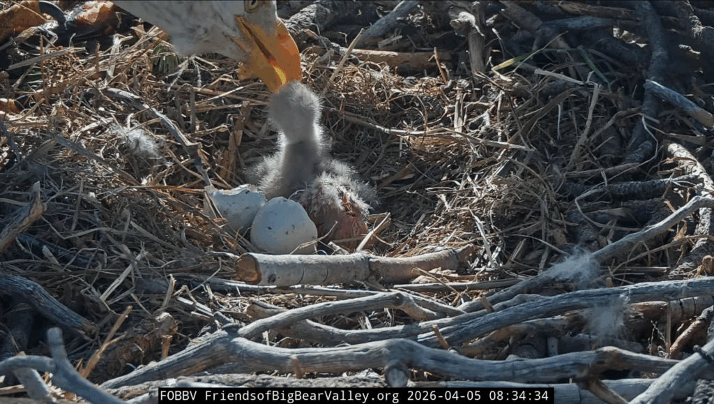 FOBBV eaglet feeding second hatch