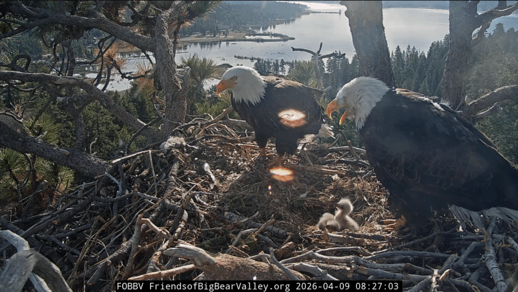 FOBBV good morning eagle family