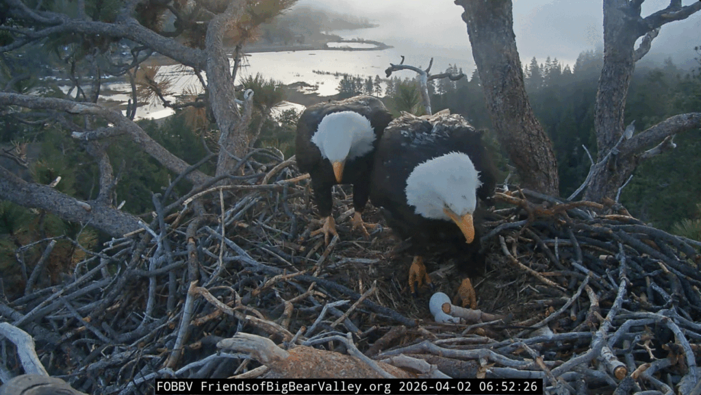 FOBBV Shadow comes to relieve Jackie