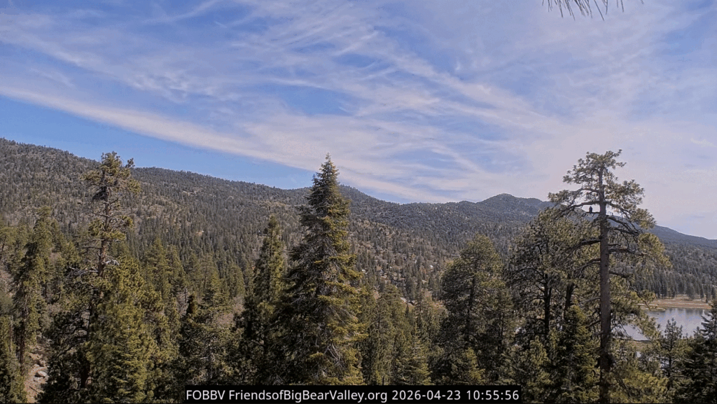 Big Bear Valley nest tree