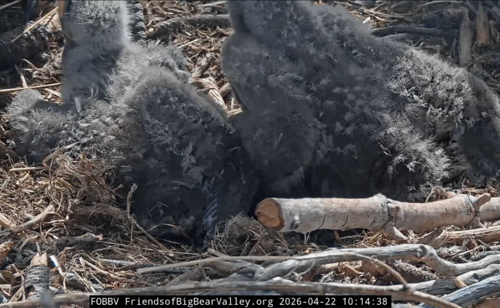 Big Bear Valley eaglets pin feathers