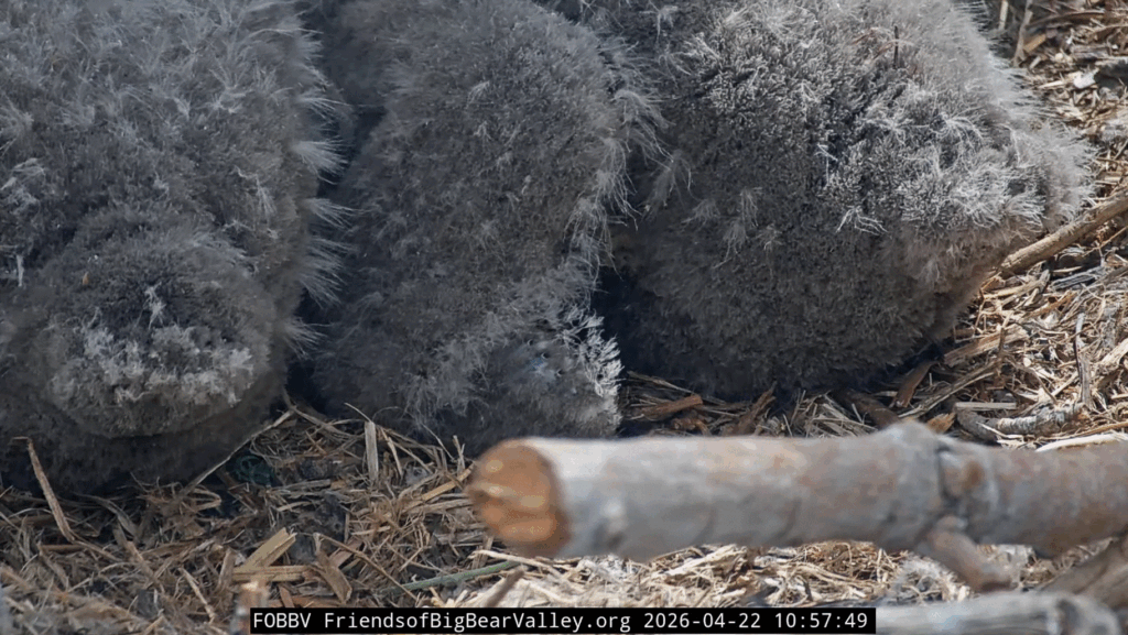 Big Bear Valley pin feather growth