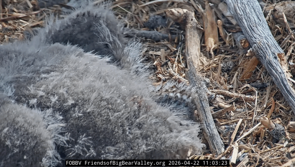 Big Bear Valley eaglets pin feather growth