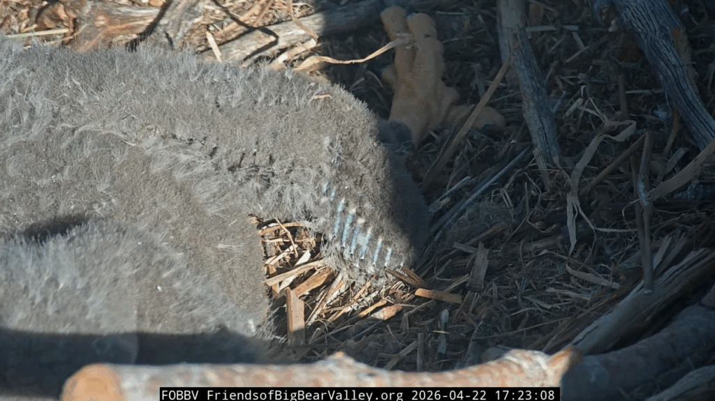 Big Bear Valley eaglets pin feather growth