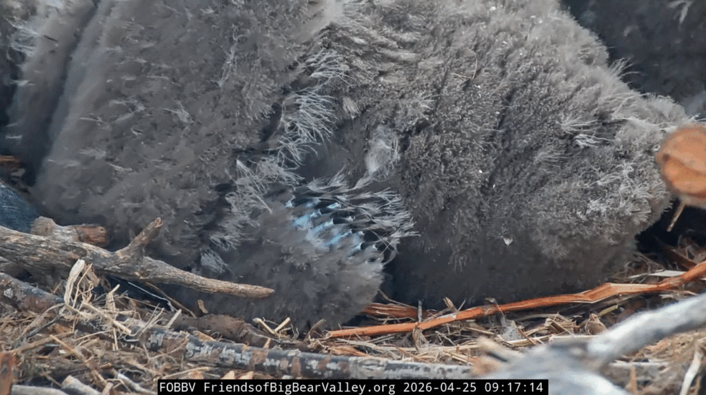 FOBBV pin feather growth