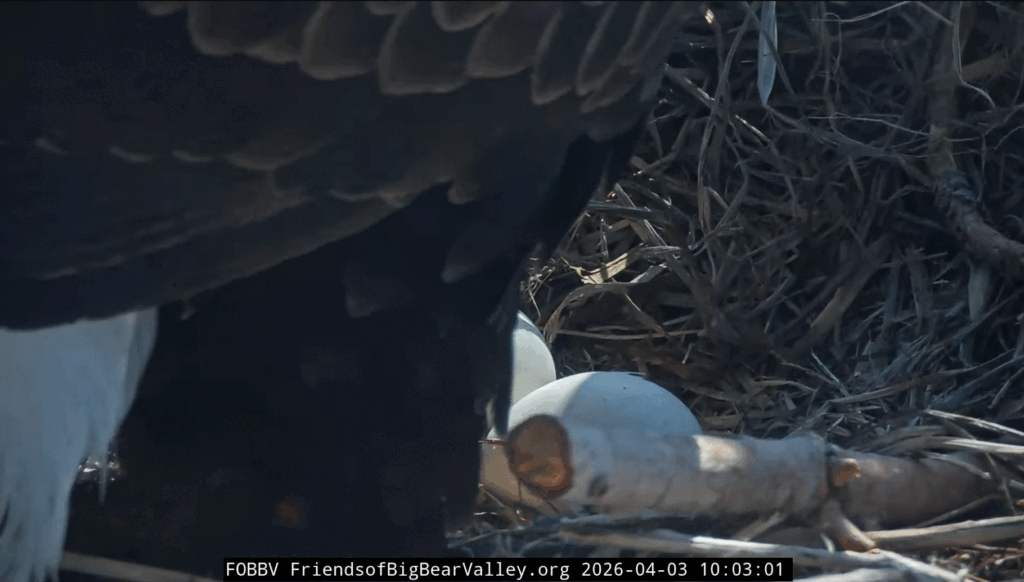 FOBBV confirmed pip 4/3/26