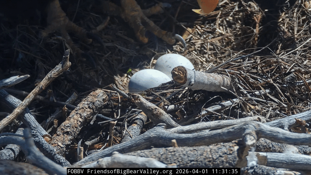 FOBBV potential pip on the egg