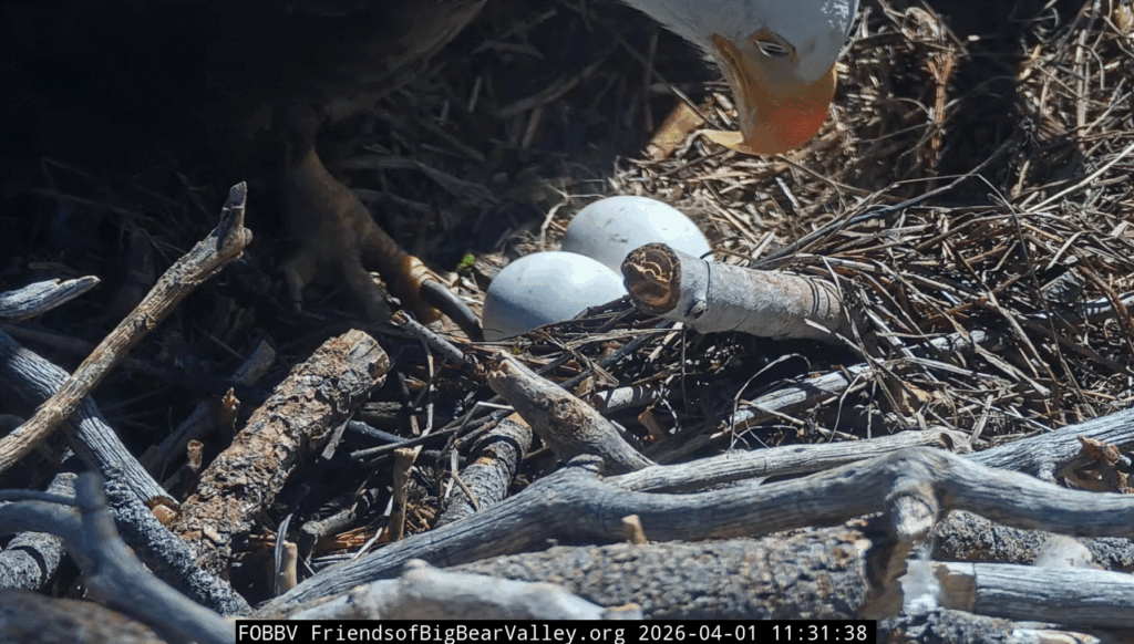 FOBBV potential pip Shadow