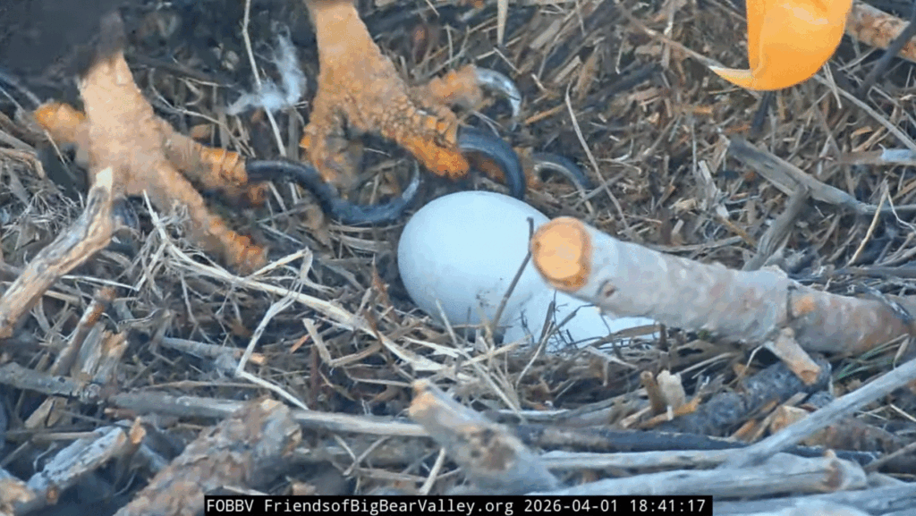 FOBBV Shadow potential pip