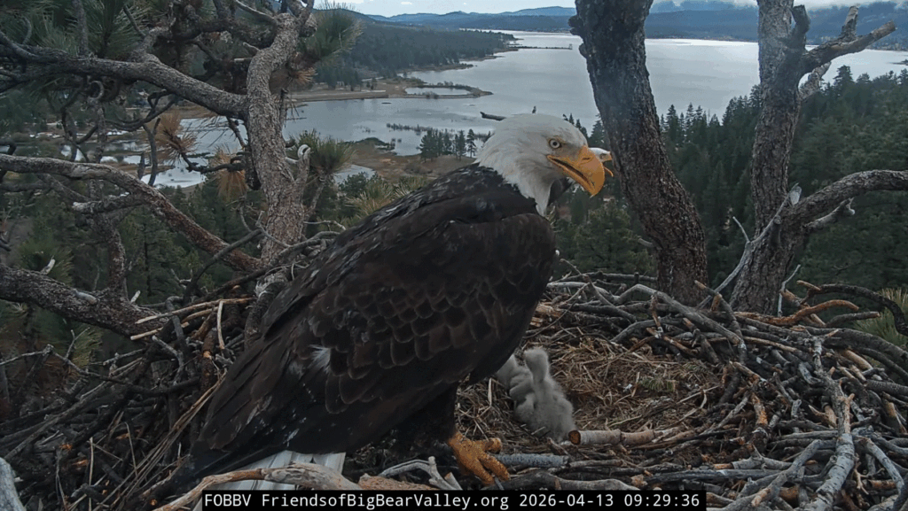 Big Bear Valley Queen Jackie