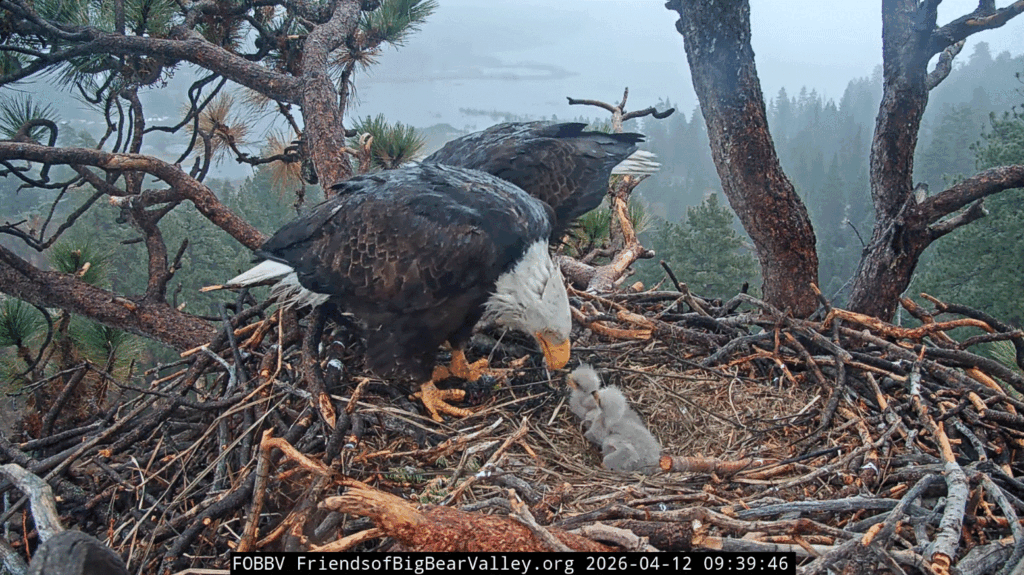 FOBBV feeding in rain