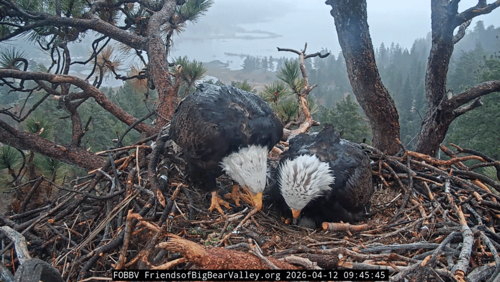 FOBBV Jackie and Shadow in rain