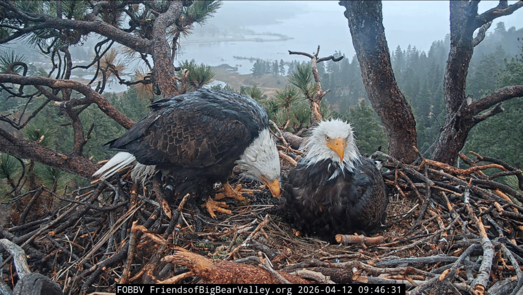 FOBBV Shadow brooding