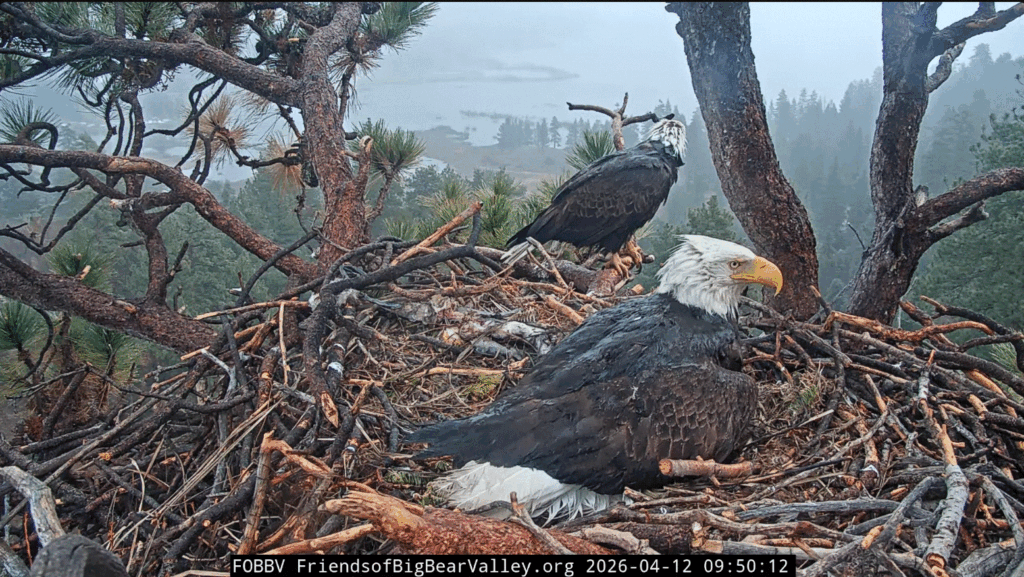 FOBBV Jackie brooding