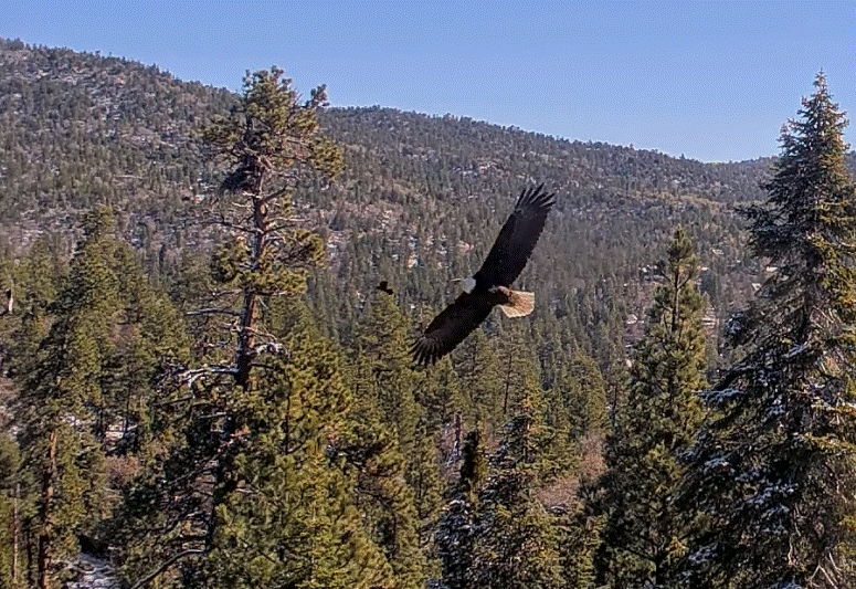 Big Bear Valley Jackie and Shadow battling ravens