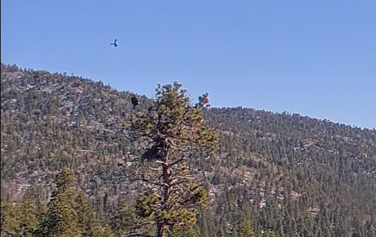 Big Bear Valley Jackie and Shadow battling ravens