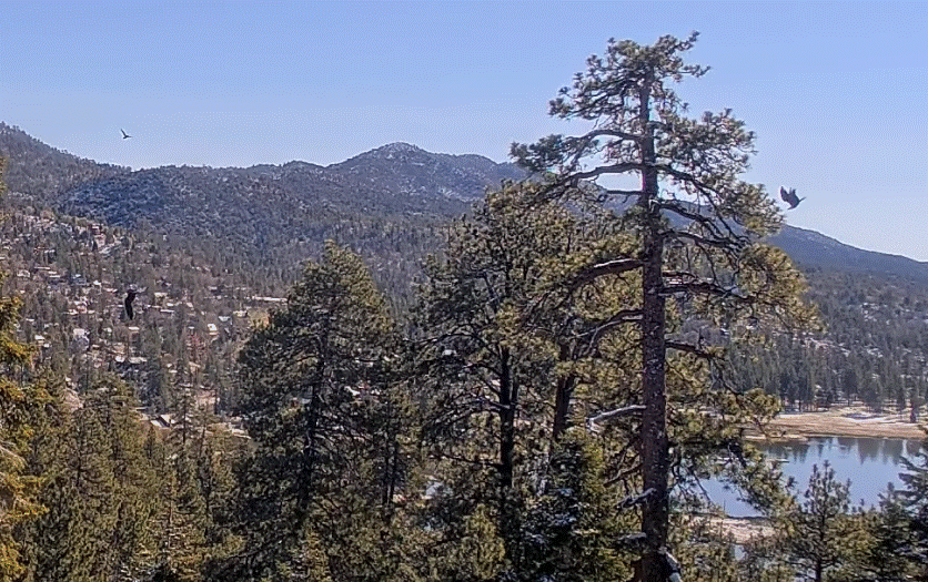 Big Bear Valley Jackie and Shadow battling ravens