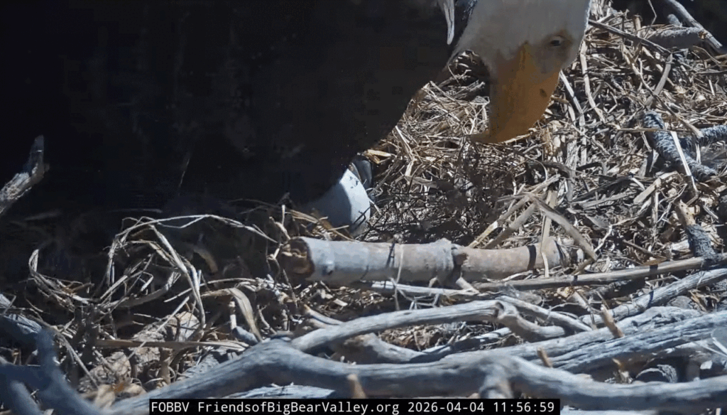 FOBBV second pip confirmed