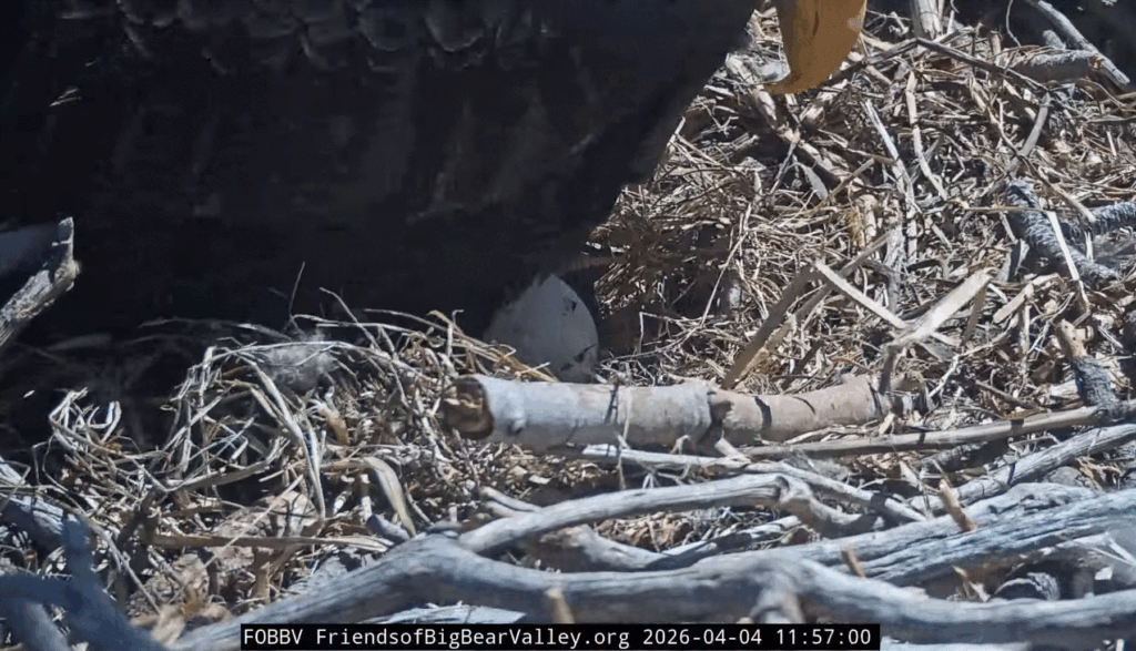 FOBBV second pip confirmed