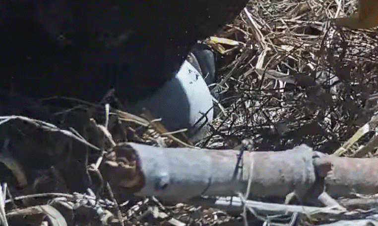 FOBBV Jackie and Shadow second pip confirmed