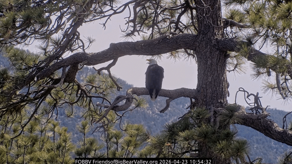 Big Bear Valley Shadow watching
