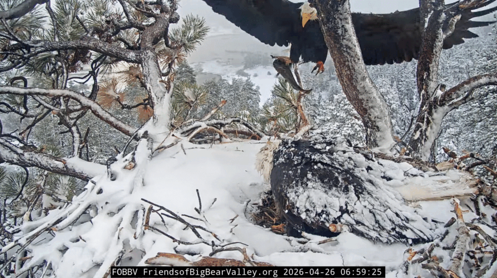 Big Bear Valley Shadow delivers big fish