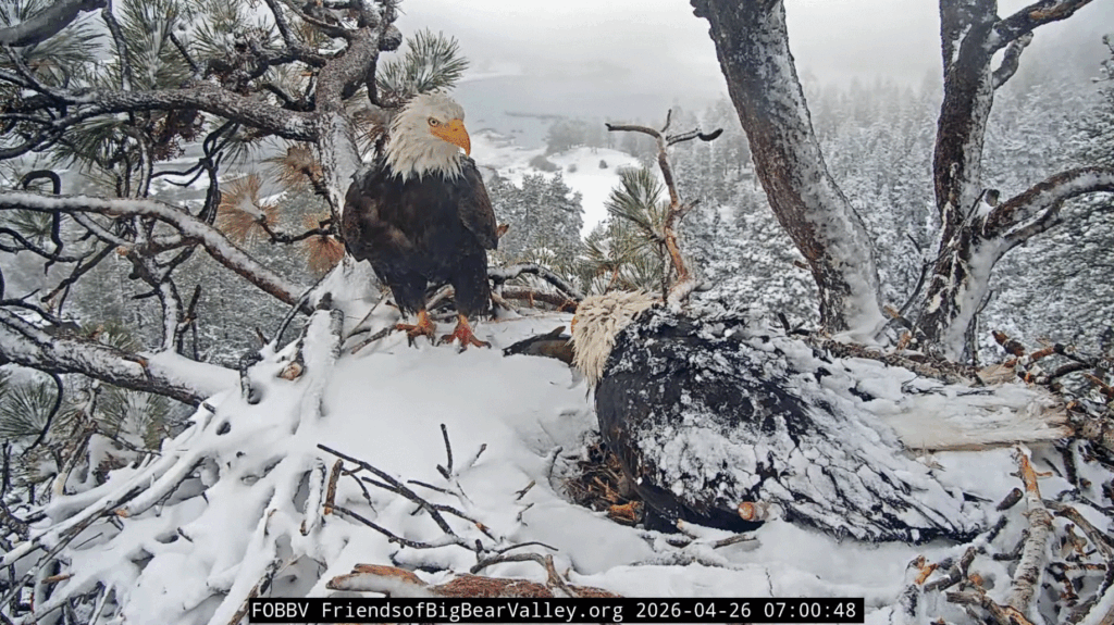 Big Bear Valley Shadow delivers fish for Jackie and eaglets