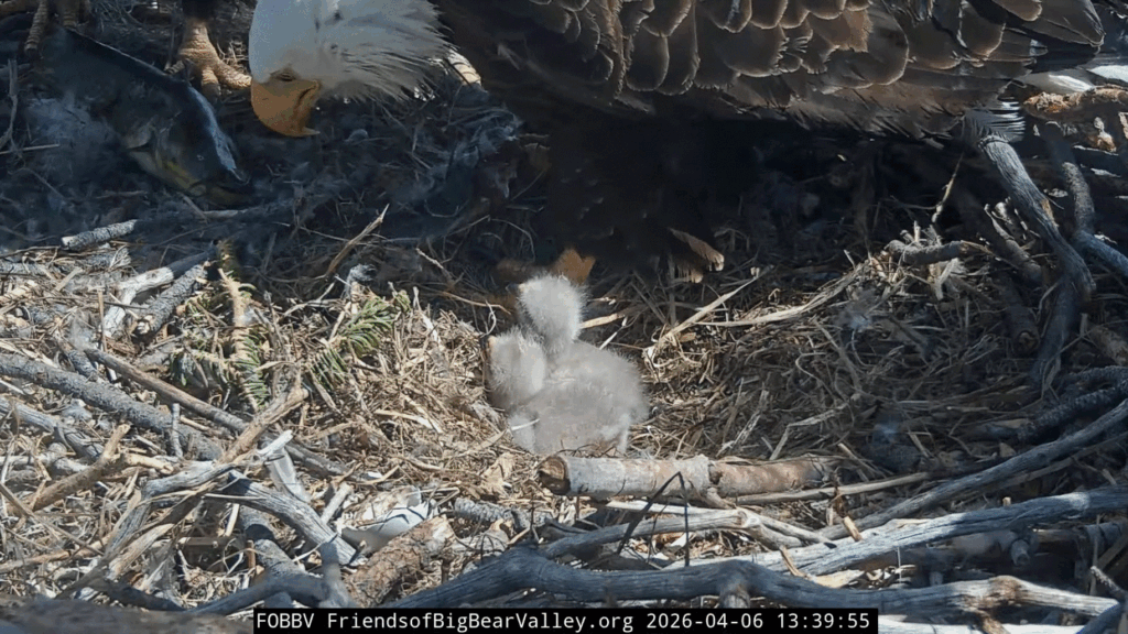 FOBBV Shadow delivers a big fish