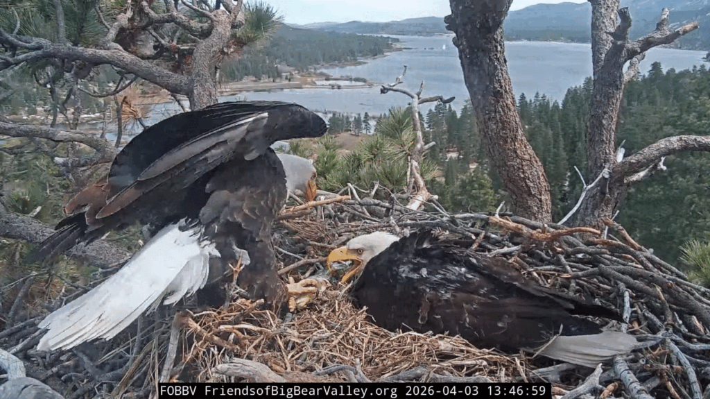 FOBBV Shadow delivers big fish for Jackie