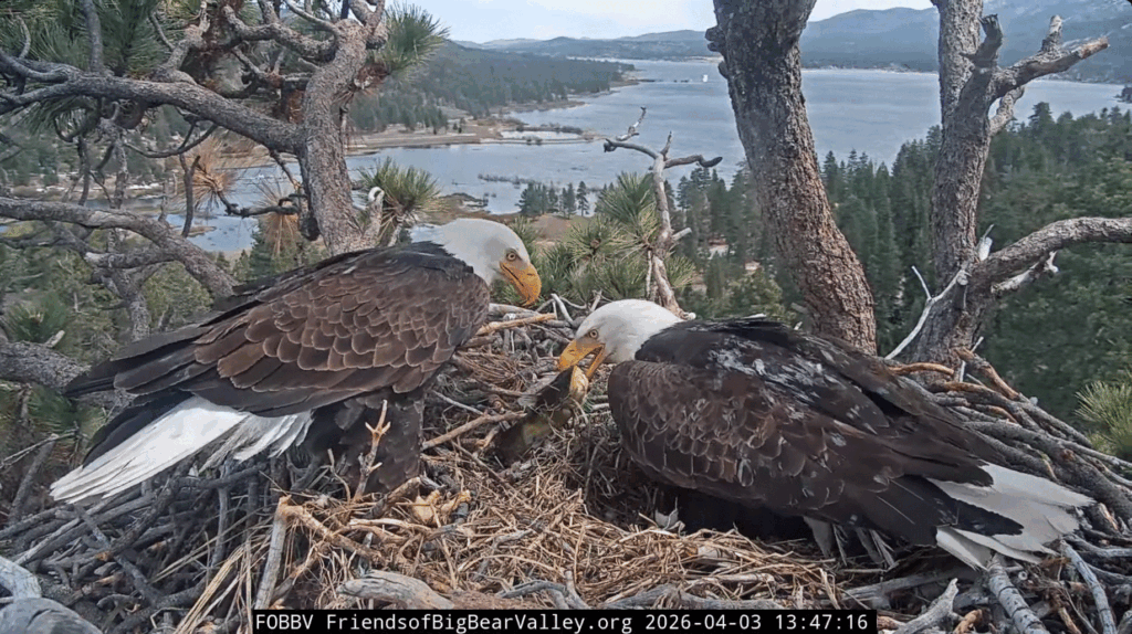 FOBBV Shadow delivers big fish for Jackie