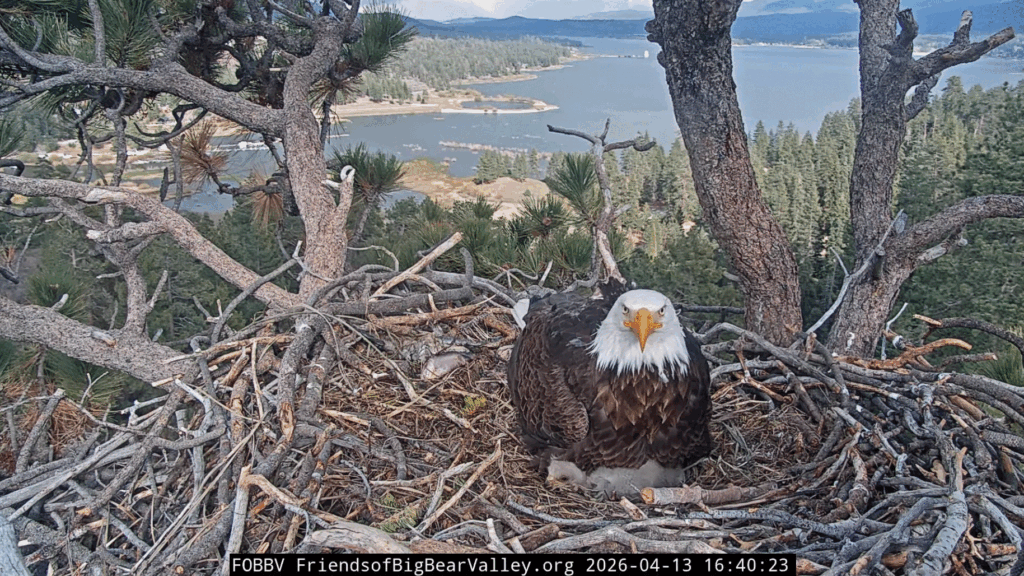 Big Bear Valley Shadow brooding