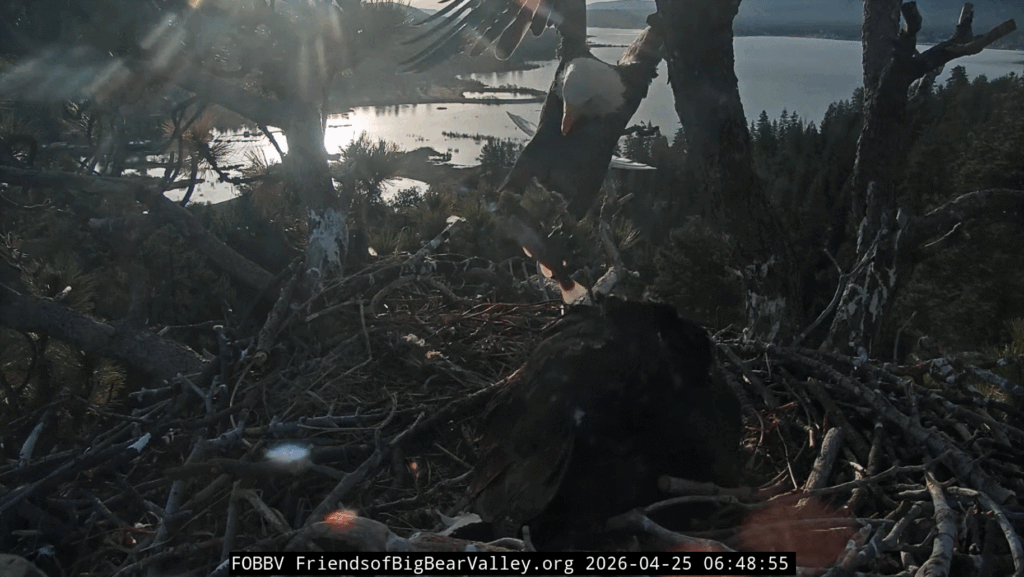 Big Bear Valley Shadow delivers fish