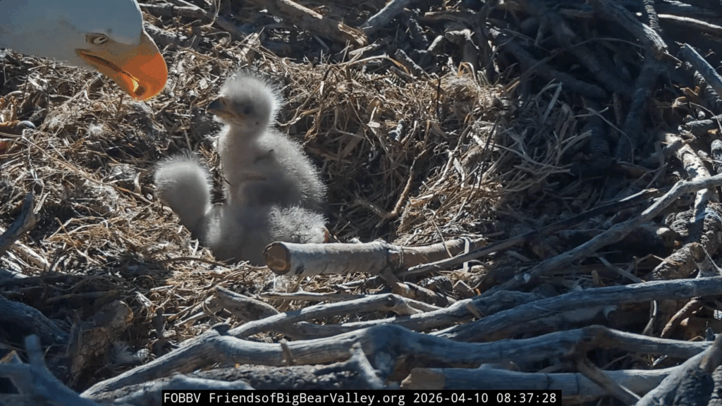 FOBBV Shadow feeds eaglets