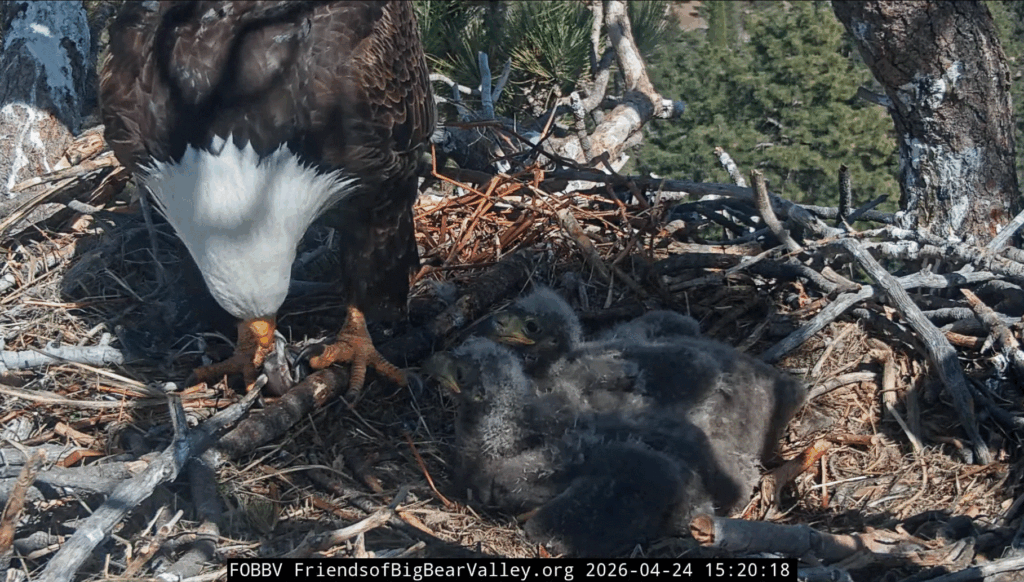Big Bear Valley Shadow feeding eaglets