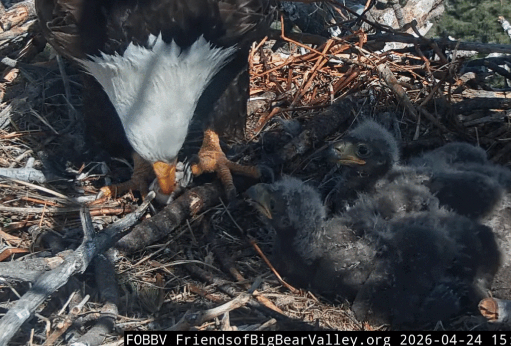 Big Bear Valley Shadow feeding eaglets