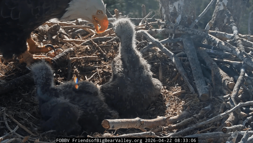 FOBBV Shadow feeds eaglets