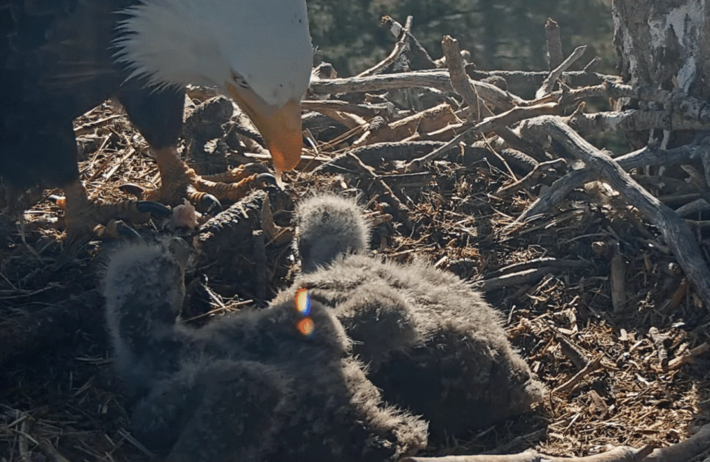 Big Bear Valley Shadow feeds eaglets