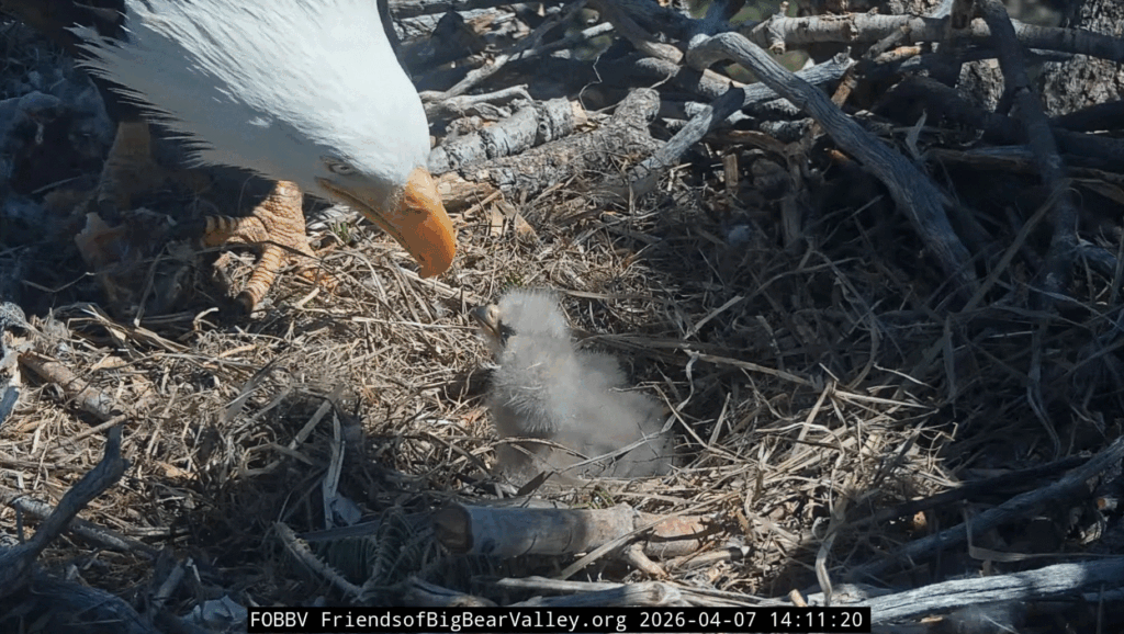 FOBBV Shadow feeds eaglets