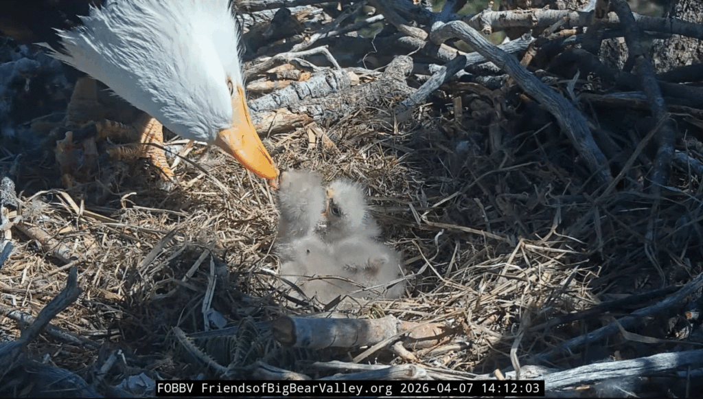 FOBBV Shadow feeding eaglets
