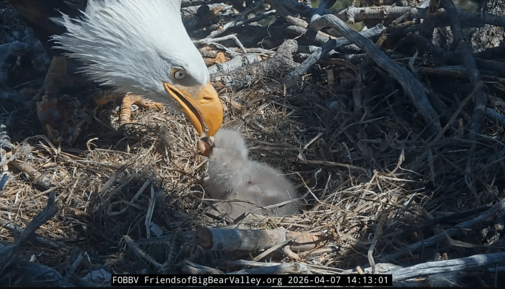 FOBBV Shadow feeds both eaglets