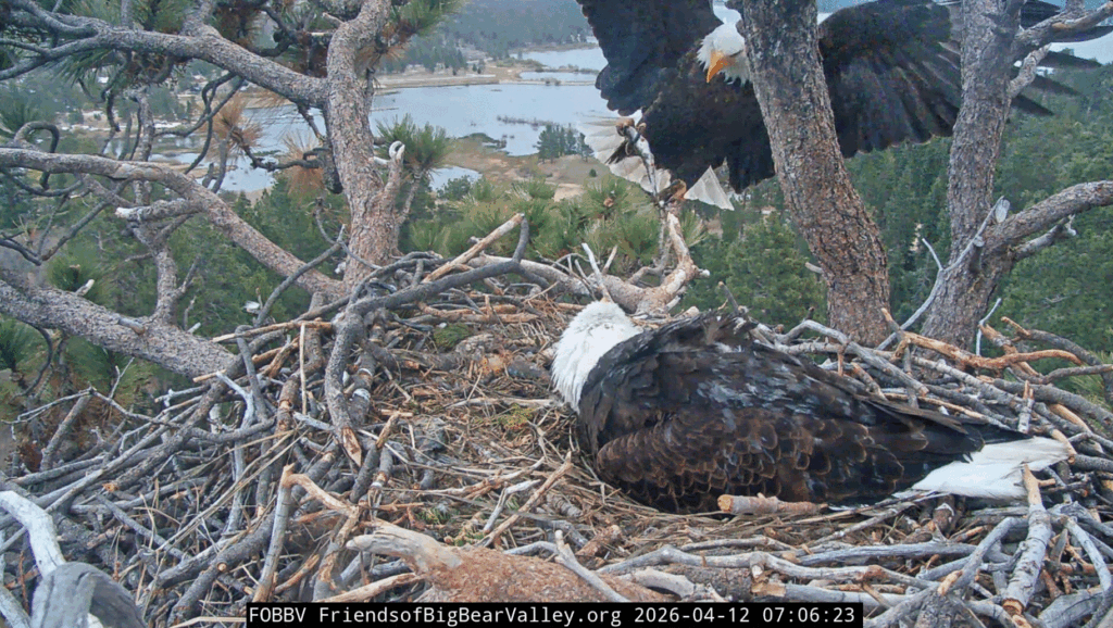 FOBBV Shadow delivery