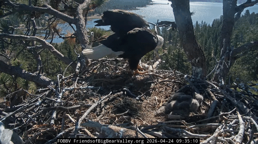 Big Bear Valley Shadow fish delivery