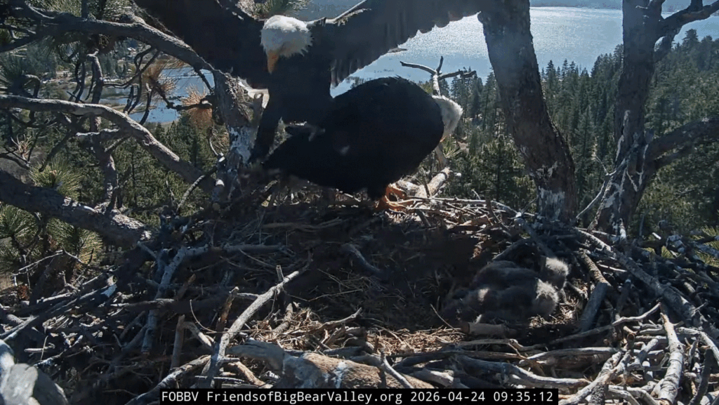 Big Bear Valley Shadow fish delivery