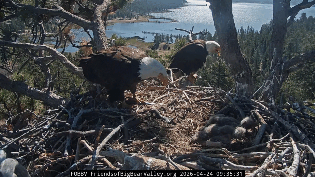 Big Bear Valley Shadow fish delivery