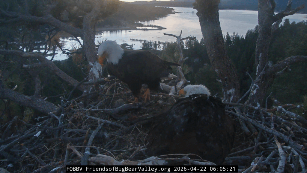 Big Bear Valley Shadow With Fish Delivery