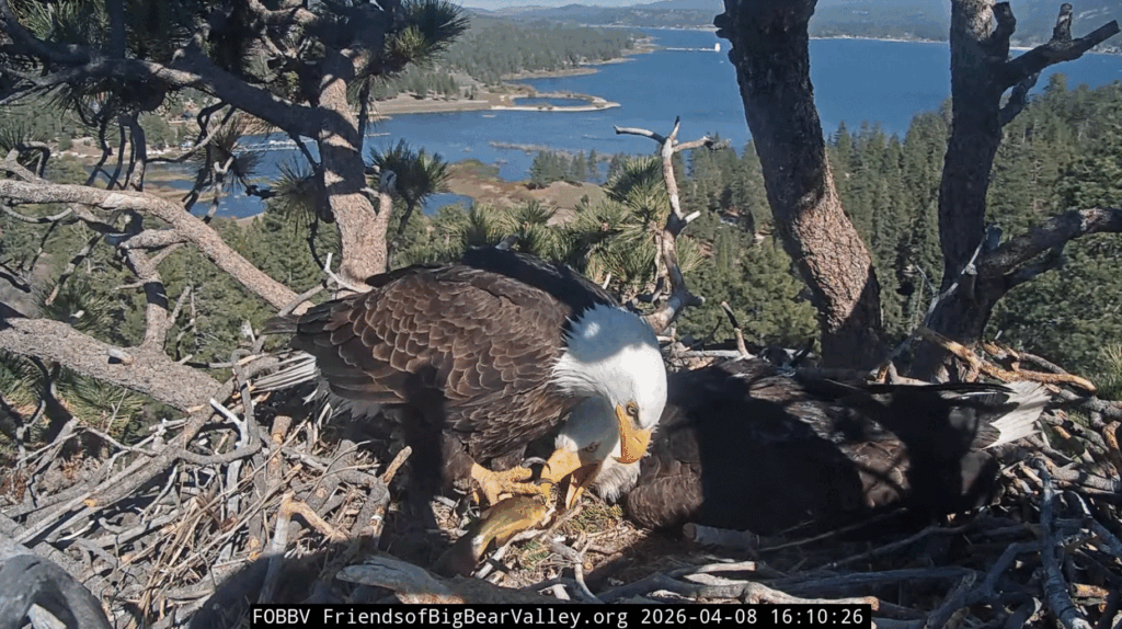 FOBBV Shadow fish delivery